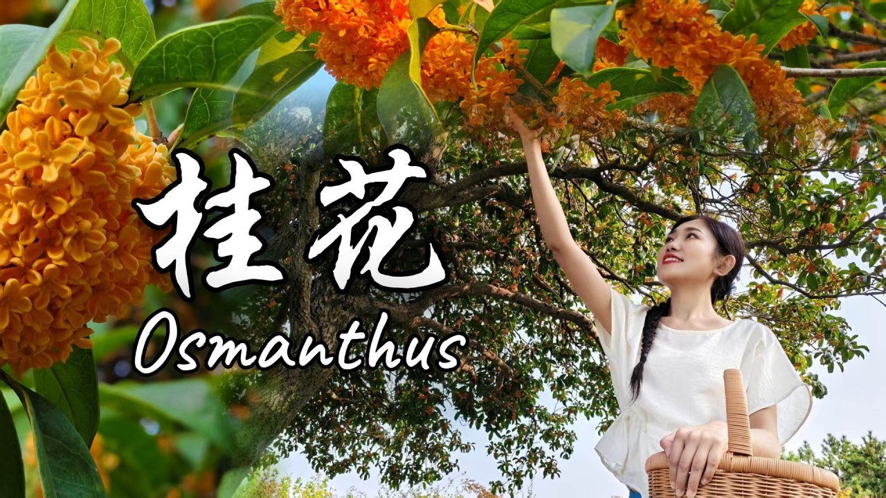 桂花飘香的季节，酿酒、做糕、舞剑，一切刚刚好【海曲姑娘 Haiqu Girl】 #chinesefood  #food  #功夫 #中国美食 #桂花 #花【日照李子柒】