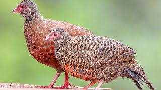 Red spurfowl (Galloperdix spadicea) | family | male | female | chick