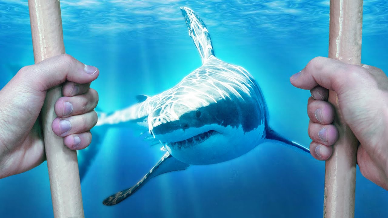The Reason I'm Scared of Sharks