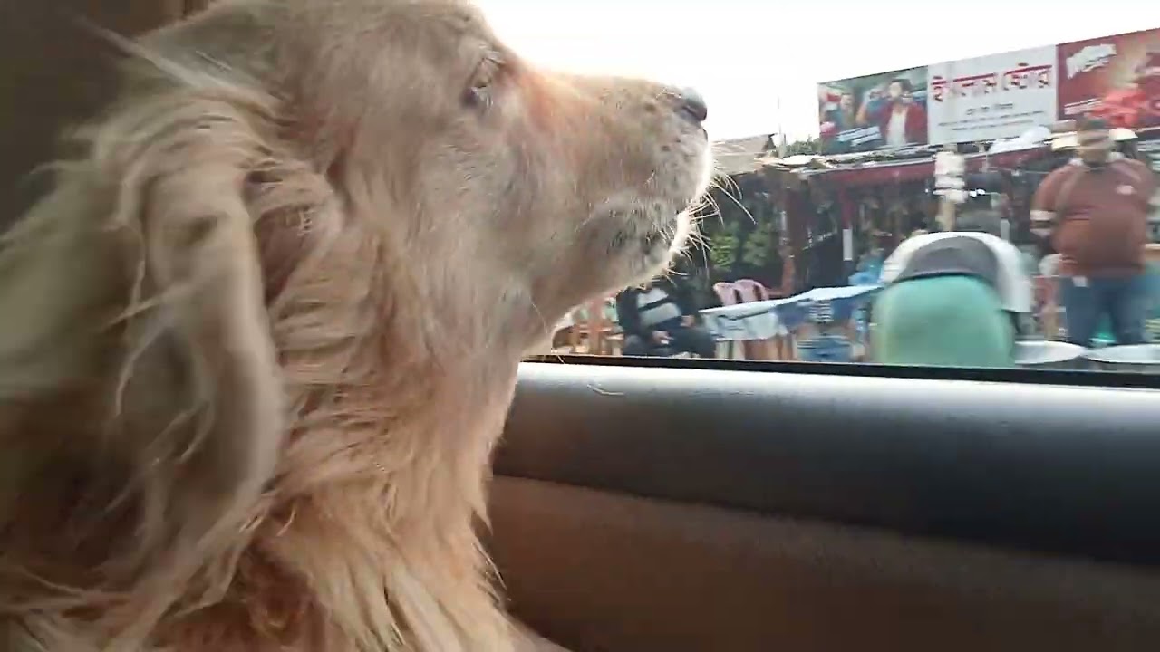 English cream Golden Retriever, BUTTER, shs's all always shouting🤣