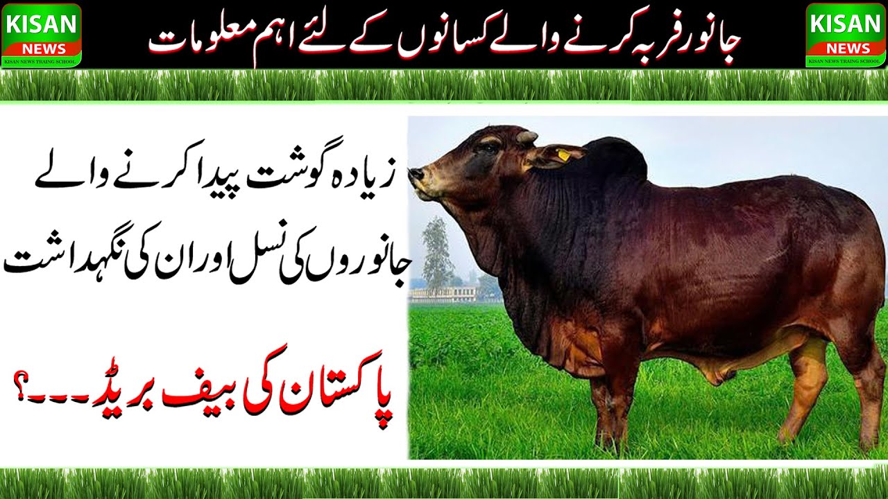 Feedlot Fattening | Meat Farm In Pakistan| Profitable Livestock Farm