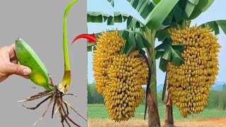 SPECIAL TECHNIQUES APPLIED TO BANANA TREES, the fastest way to propagate bananas you should follow