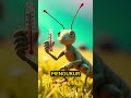 jangkrik🦗✨#FaktaUnik #Jangkrik #FunFactHewan #BelajarAsik #HewanUnik #AnimalFact  #EduTainment