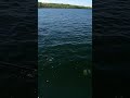 Crystal Clear Water Figure 8 Musky! #shorts #musky #figure8