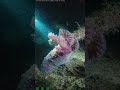 Scientists Just Discovered THIS 2 Miles Deep 😱 #shorts