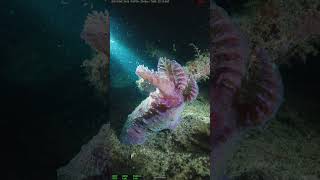 Scientists Just Discovered THIS 2 Miles Deep 😱 #shorts