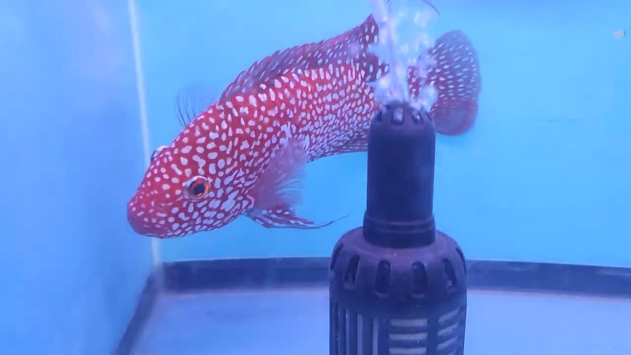 super Red Texas cichlid at Thailand flowerhorn competition 2023