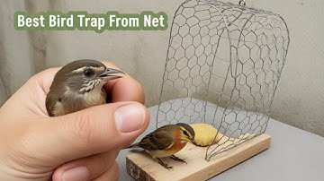 DIY Bird Trap Easy | Best Bird Trap at home | Easy bird Trap with net Technology homemade