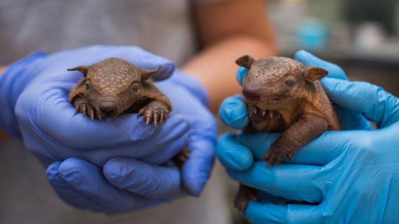 These Screaming Hairy Armadillos Will Leave You Covering Your Ears Youtube