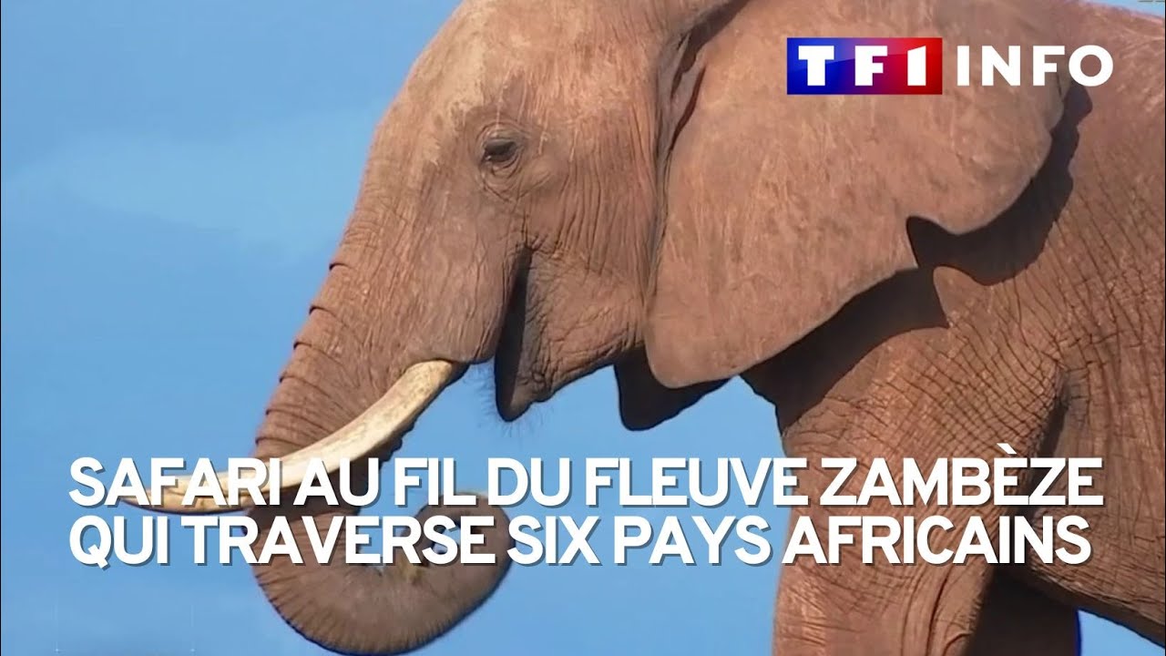 Histoire des inventions. Popularisé par l'Afrique et les safaris, d'où  vient le pare-buffle ?