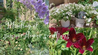 《夏の花苗の植え付け》ガーデニング《T's Garden》
