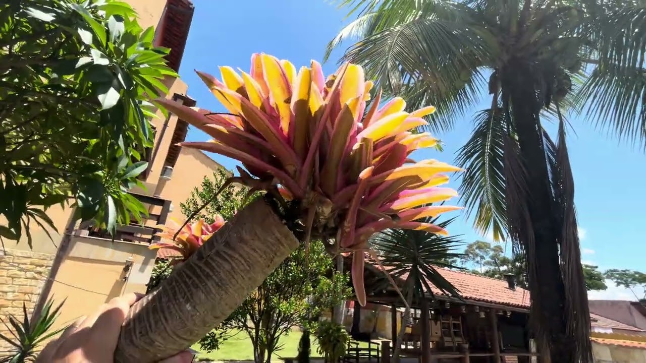 Enxerto de bromélia no Pandanus. Vc não vai ver isso em nenhum outro canal !