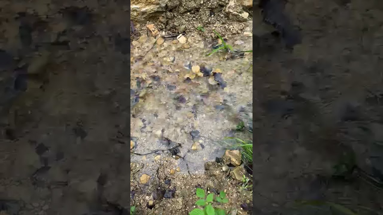 VIDEO 2021 05 22 07 54 45 Wasserspitzmaus