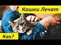 Как Кошки Лечат, и Какие Болезни Лечит Фелинотерапия