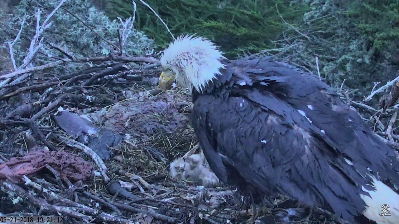 032118 Sauces Canyon eagles; rainy night at the nest. YouTube