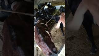 ns goat farm up sant kabir nager goat farming video 