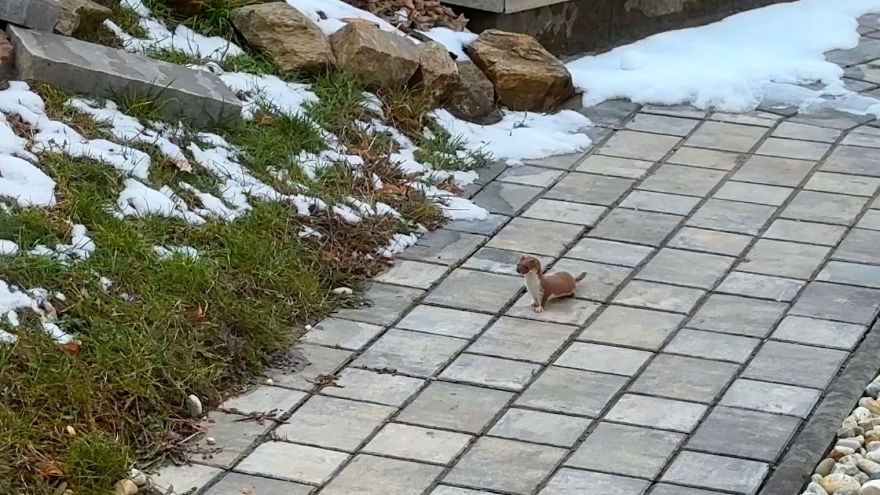 Least Weasel / A Welcome Visitor in Our Garden