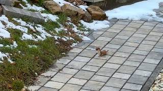 Least Weasel / A Welcome Visitor in Our Garden