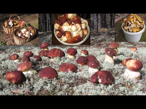 TOP-50 porcini MUSHROOMS harvested in 2021. To the forest for porcini mushrooms. Siberia