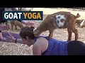 Yoga with goats craze takes off in US