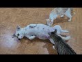 The Reaction Of Cats Meeting Pregnant Dog for the First Time
