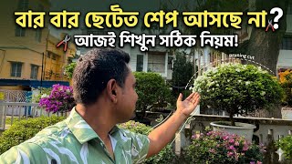 How to give good shape to your bougainvillea plant screenshot 5