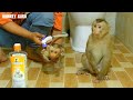 Clever Monkey, Adorable Kako Waiting Mother Take Bath For Him After Tiny Nina Finish Bathe