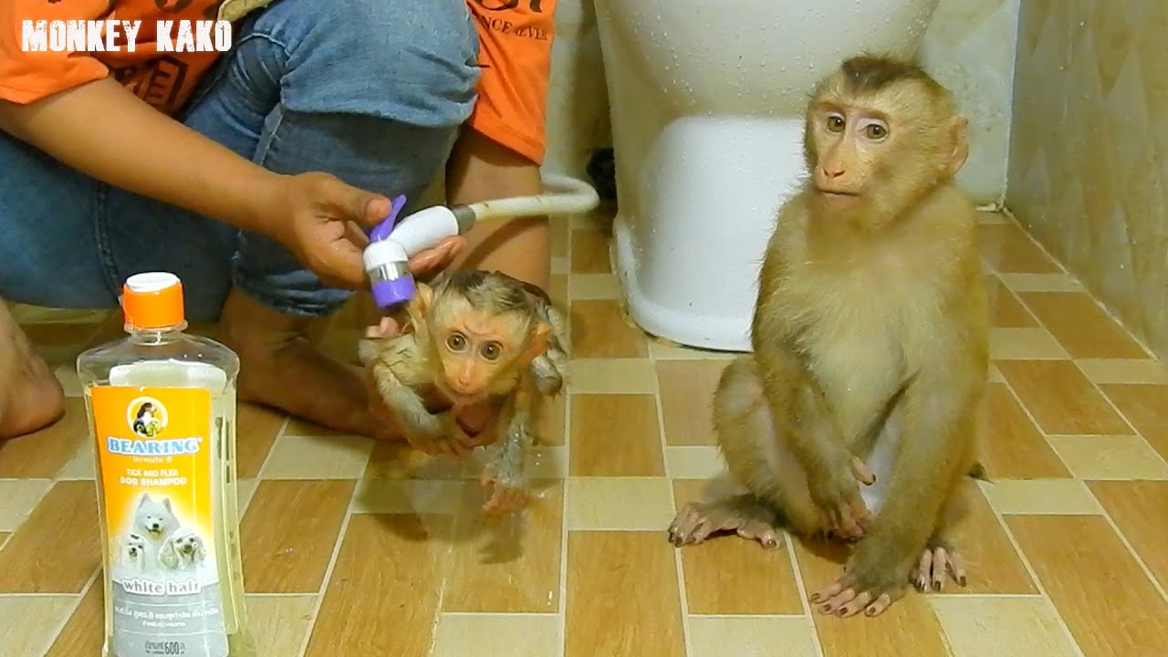 Clever Monkey, Adorable Kako Waiting Mother Take Bath For Him After Tiny Nina Finish Bathe