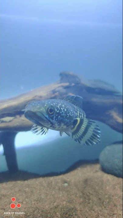 Channa Aurantimaculata Small Good Progress Candidate, Snakehead Fish From India