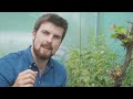 🔴 Gardeners'World 2022 | 🍀 Why You Need More Nettles in your Vegetable Garden 2022
