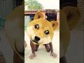 Puppy or puppy ke papa 😂 😂#shorts​ #funny​ #comedy​ #ytshorts​ #tiktokvideo​ #fun​ #dog #viralshort