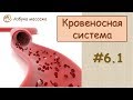 Кровеносная система | Урок 6, часть 1 | Обучение массажу