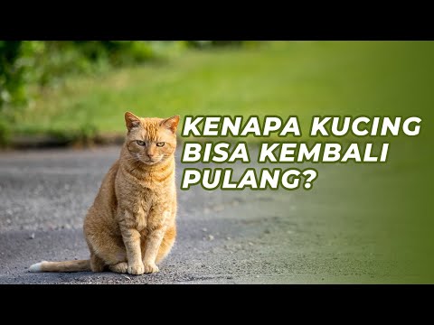 Video: Bagaimana Kucing Dapat Menemukan Jalan Pulang Jika Tersesat?