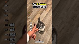 Top 13 Smart Cats 😹
