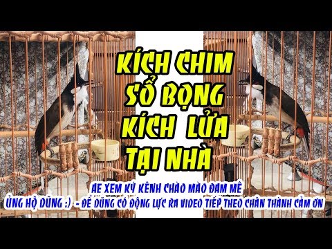 Video Chào Mào Bạn Sẽ Sổ Bọng Căng Lửa Chim Sung Lên Khi Sử... - youtube