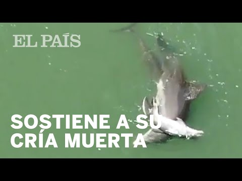 Una hembra de delfín intenta mantener el cuerpo de su cría muerta a flote