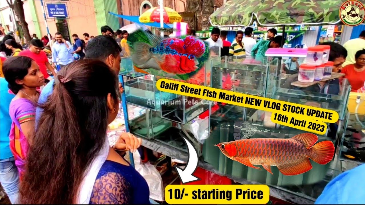 Recent Aquarium Fish Price Update Galiff street Fish Market Galiff Street new video 16 Apr
