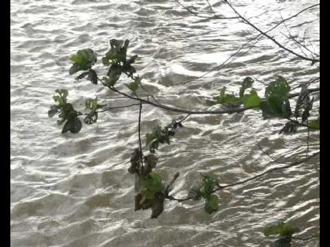 დაკავება