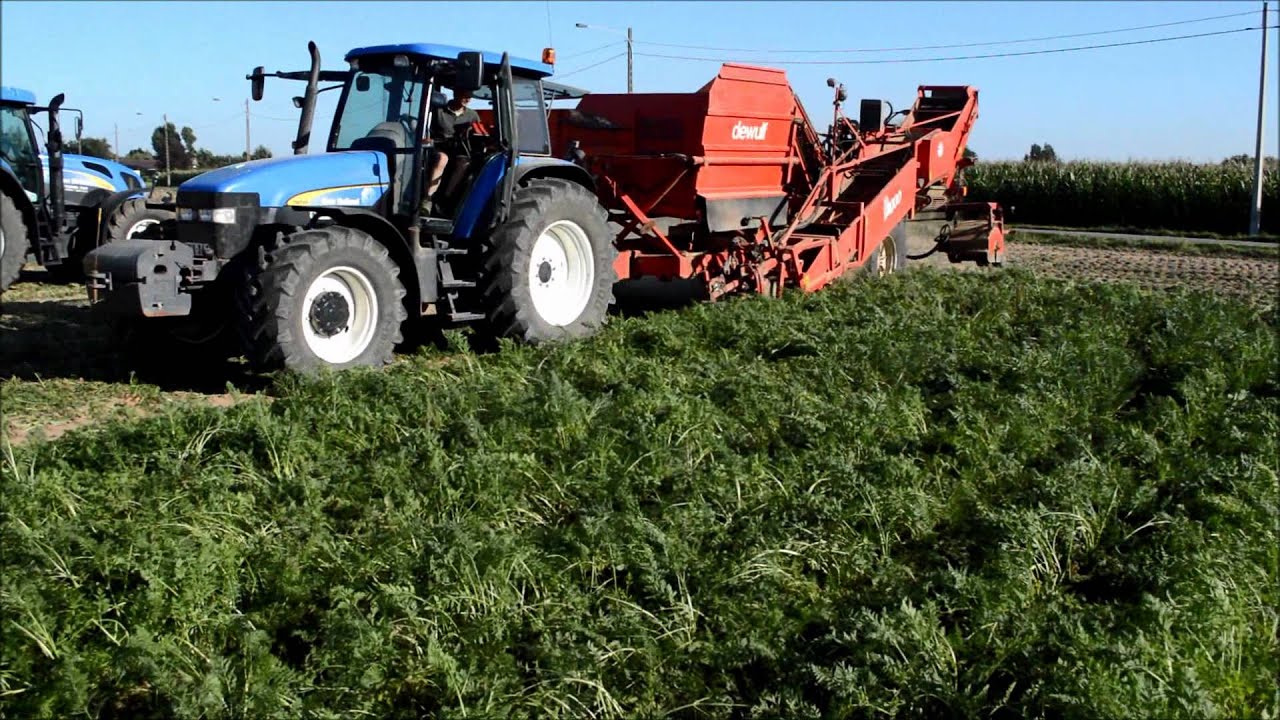 wortels rooien Goemaere uit sint denijs