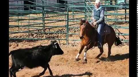 Short Jigger - Arena Riding & Ranch Sorting