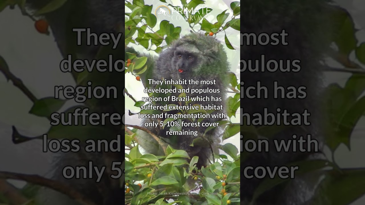 Coastal Black-Handed Titis in 34 seconds—Couples entwine their tails while resting