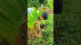 Ambil sesuka hati (durian kampung) #shorts