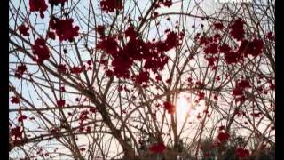 Красотка Ляля (24 (54) серия) Красотка Ляля (24 (54) серия)
