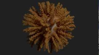 Blender: Experimental Cycles hair test01