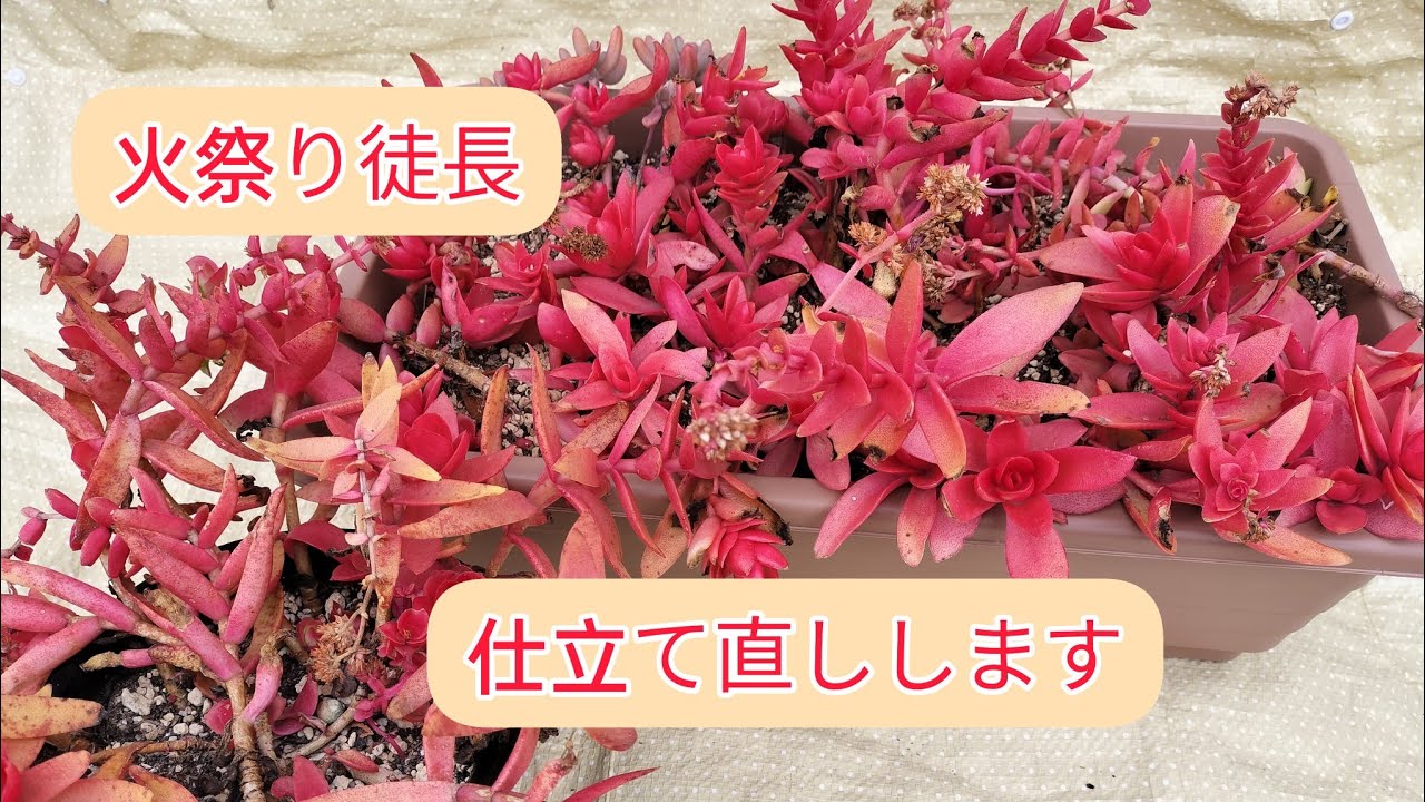 多肉植物】#15 火祭りの徒長 今年も仕立て直ししますね - YouTube