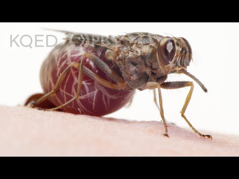 A Tsetse Fly Births One Enormous Milk-Fed Baby | Deep Look