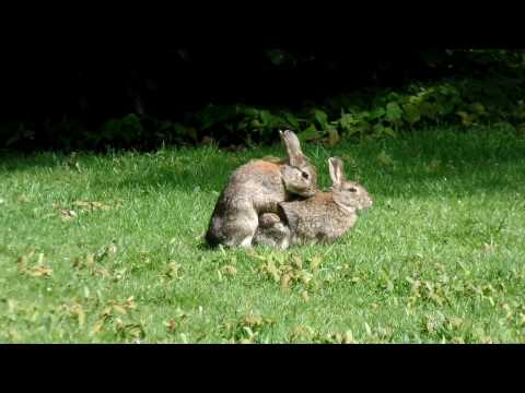 Vidéo: Comment sexter un lapin ?