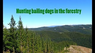 Hunting bailing dogs in the NZ forestry