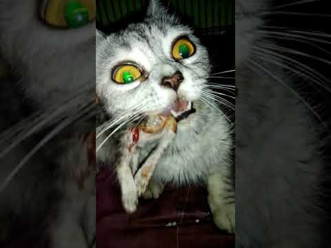 Video: Mengapa Kucing Saya Makan Jauh Dari Mangkuknya?