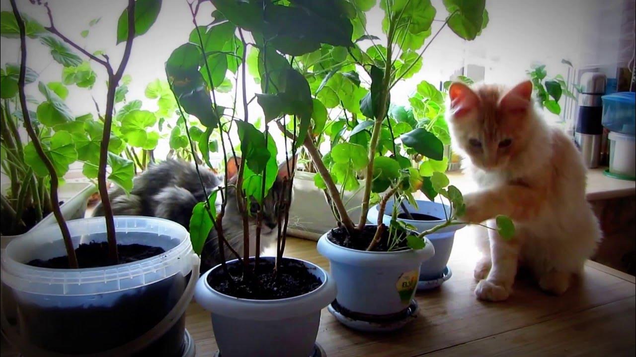 кот роется в листьях. котик в цветном горшке. кот ест землю. котик в горшочке. хомокошка.